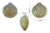 Eudesia multicostata 